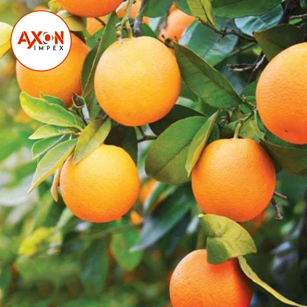 
2020 New crop mandarin citrus Kinnow orange plant in Pakistan 
