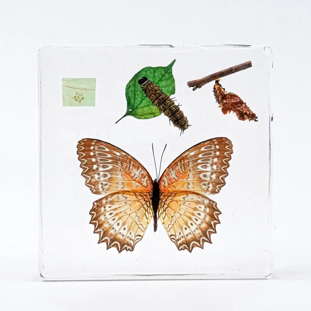 Настоящая бабочка, встроенная в полимерную бабочку, цикл роста, сохраненные биологические образцы, коллекция учебных ресурсов