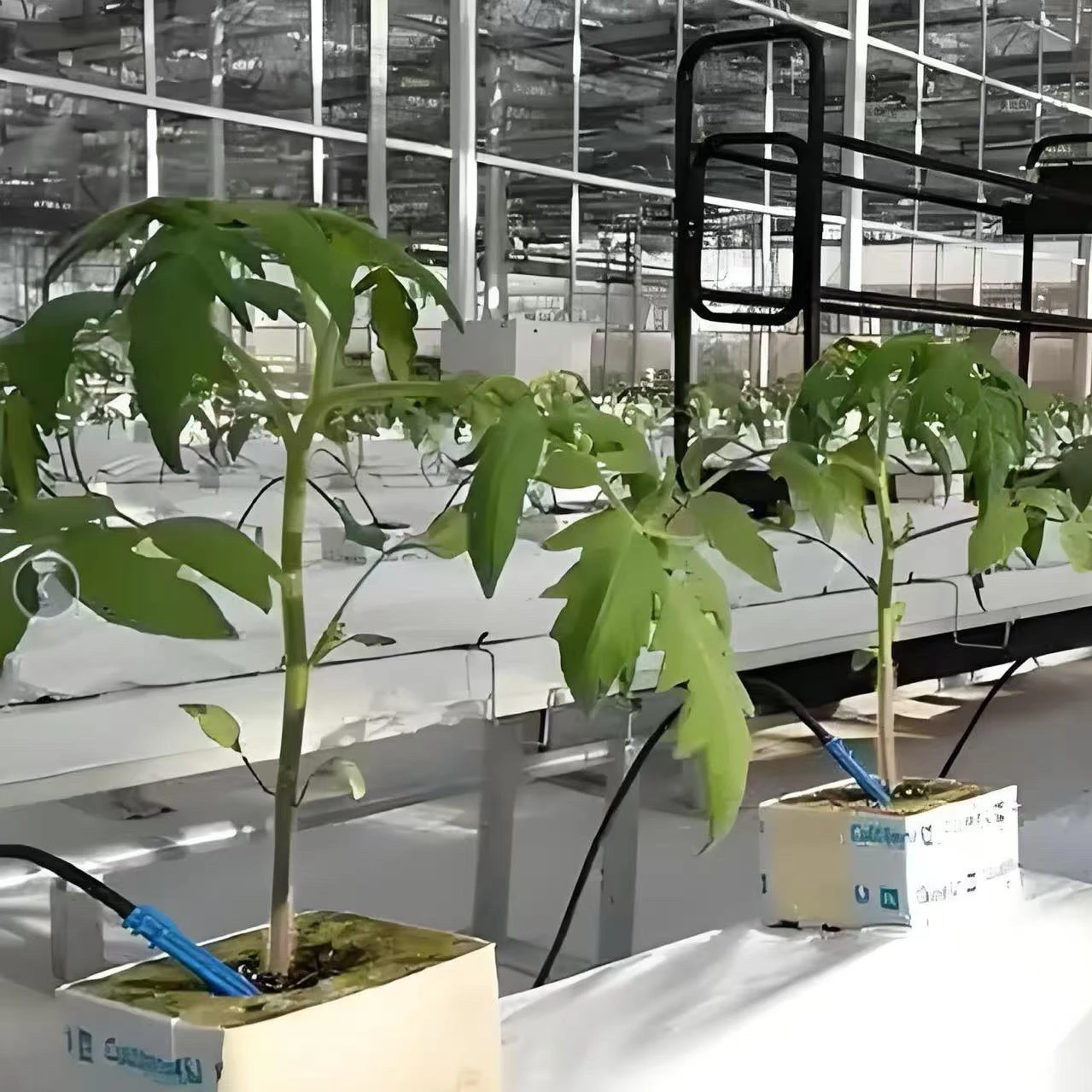 Factory wholesale high quality greenhouse hydroponic rock wool slate rock wool growing cube