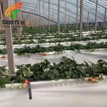 Chinese Best-selling Vertical Farming Equipment Elevated Strawberry for Hydroponic