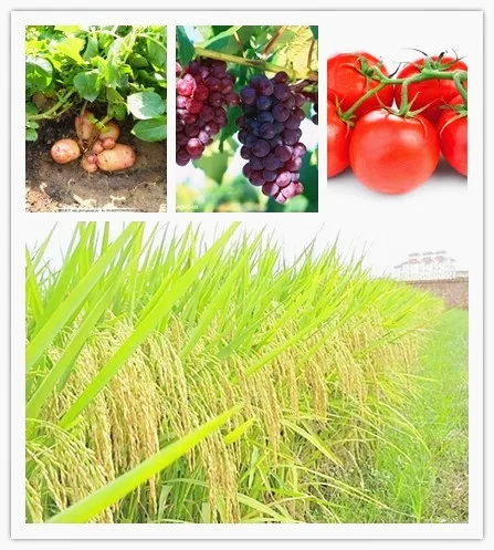 Gibberellic Acid  GA3 Gibberellin 20% Water Soluble Powder in Agriculture