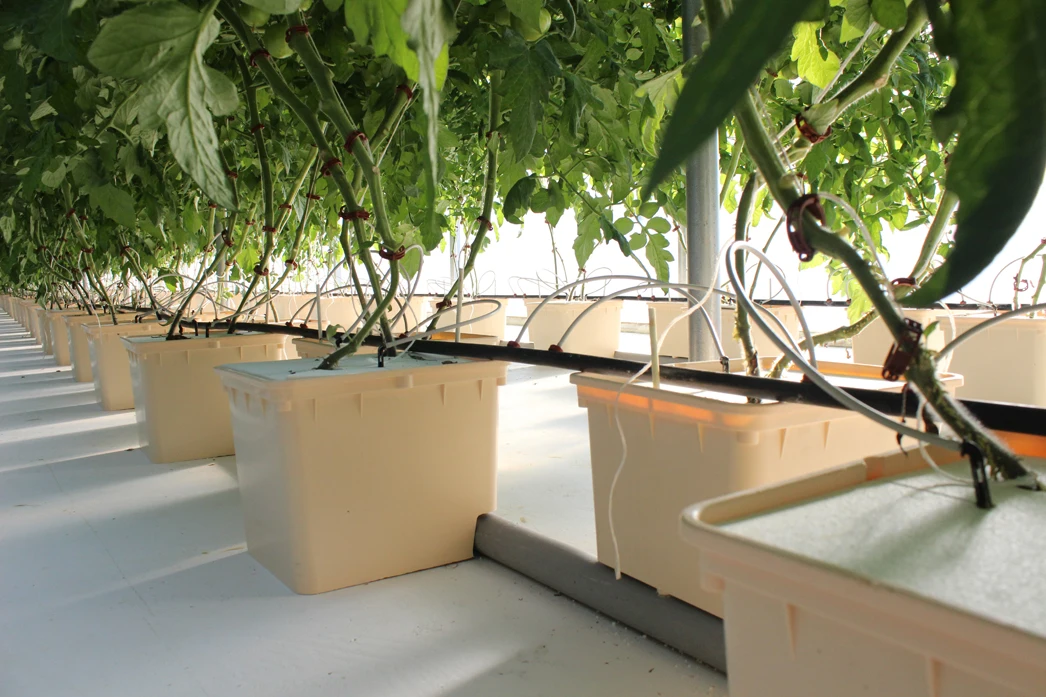 CHOYUEH Tomato Hydroponic System Dutch Bucket for Greenhouse