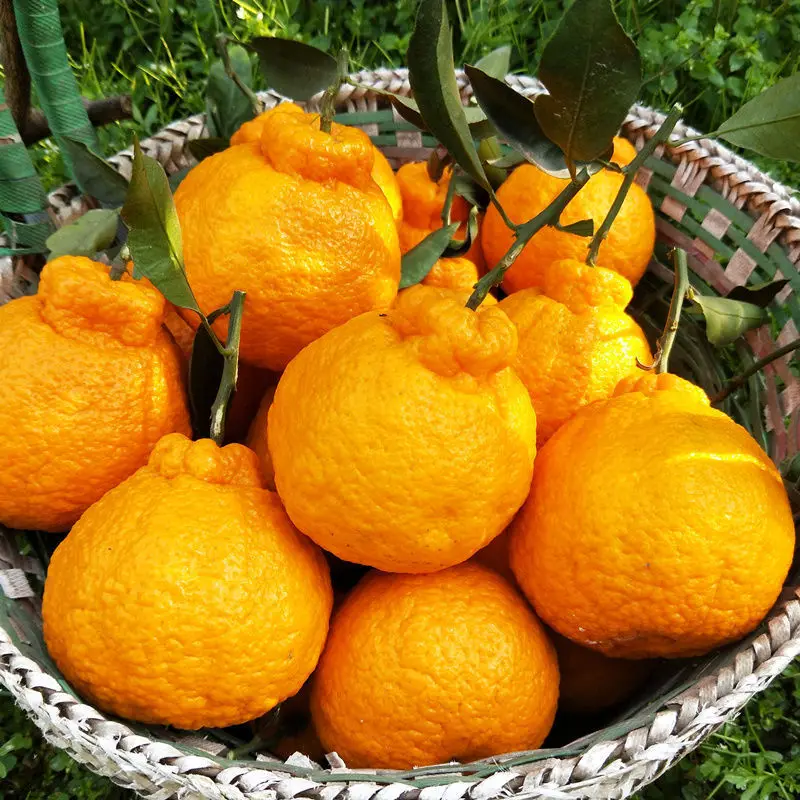 
Sweet and Juicy Fresh Oranges Naval Orange 