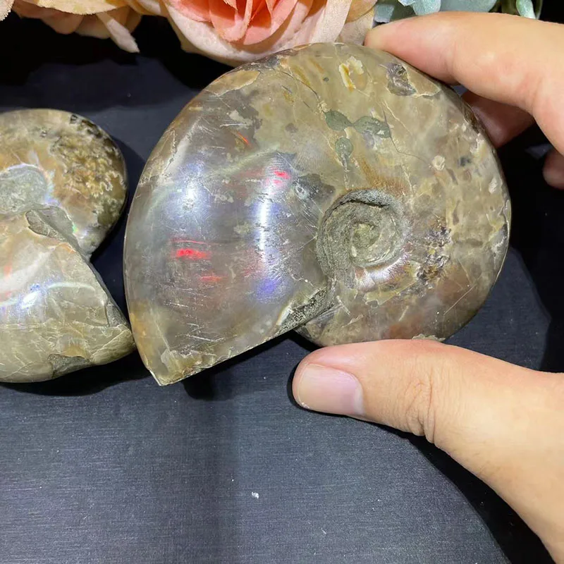 Natural Ammonite Fossil Rainbow Polished Jade Pattern Ammonite Fossil For Fengshui
