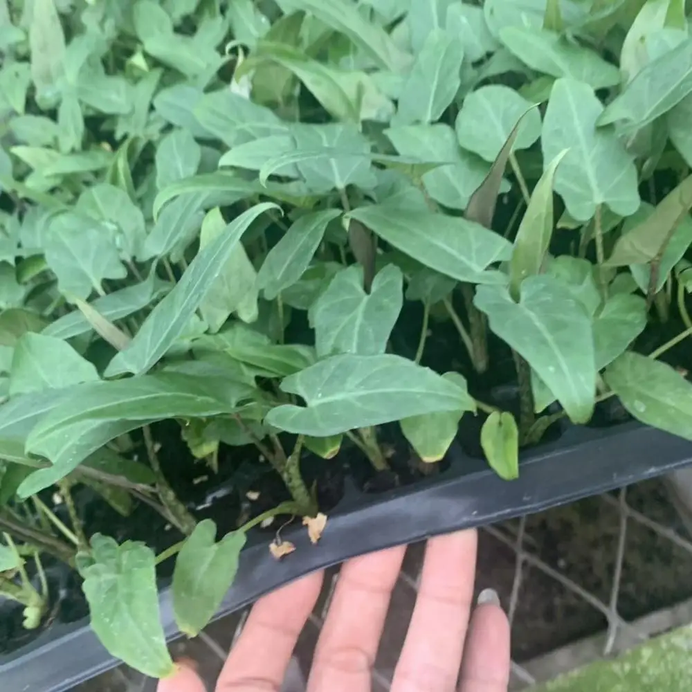 Культура тканей растений лист стрелки алоказия