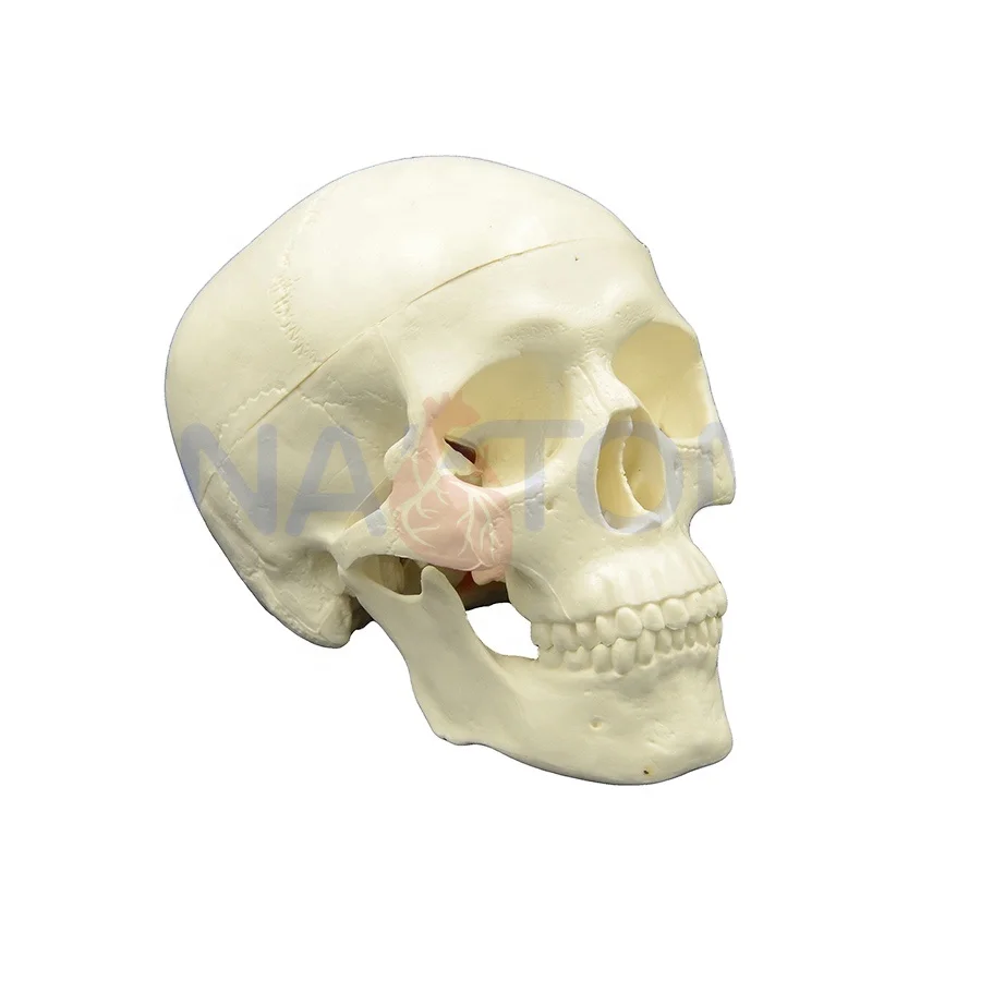 Mini Tablets Handheld Plastic Manikin Head Skull Skeleton human skull model