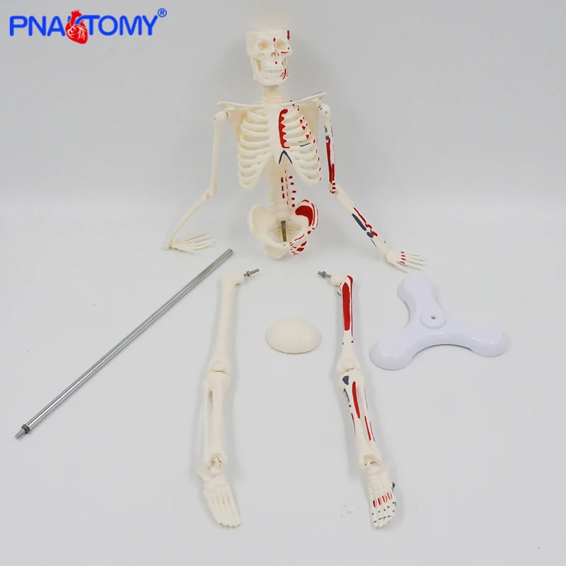 45cm Human Skeleton Model with Muscles Anatomy Model Medical Science Spine and Skeleton