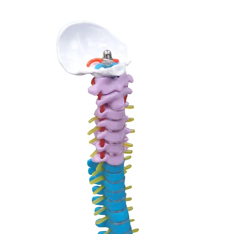 Didactic Teaching Vertebral Column with Pelvis Spine Sacrum Coccyx Spine Model