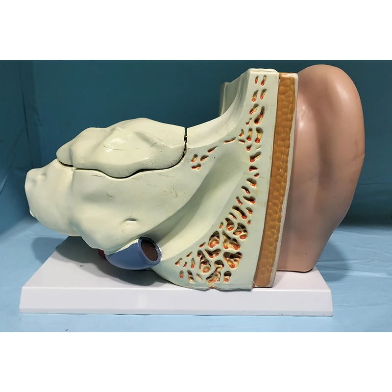 Anatomical model of human bones Enlarge the ear anatomical model by 5 times