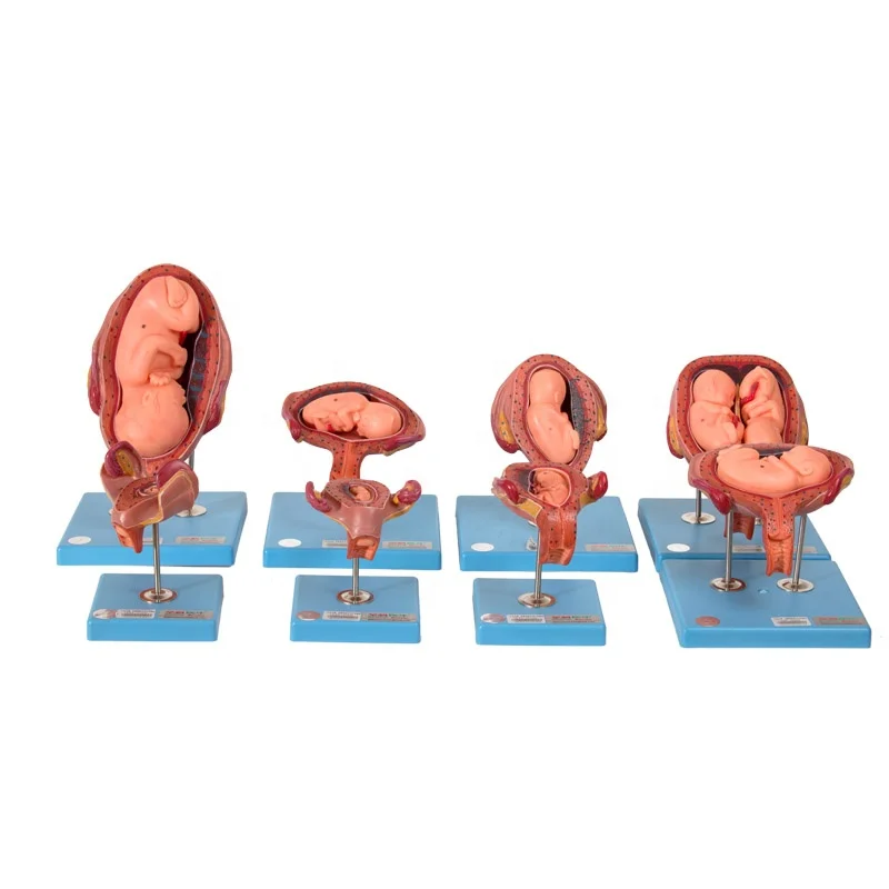 GD/A42005 Embryonic Development Manikins human Anatomical Model
