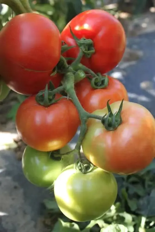 
Suntoday hybrid f1determinate tomato seeds israel 10gr/bag 