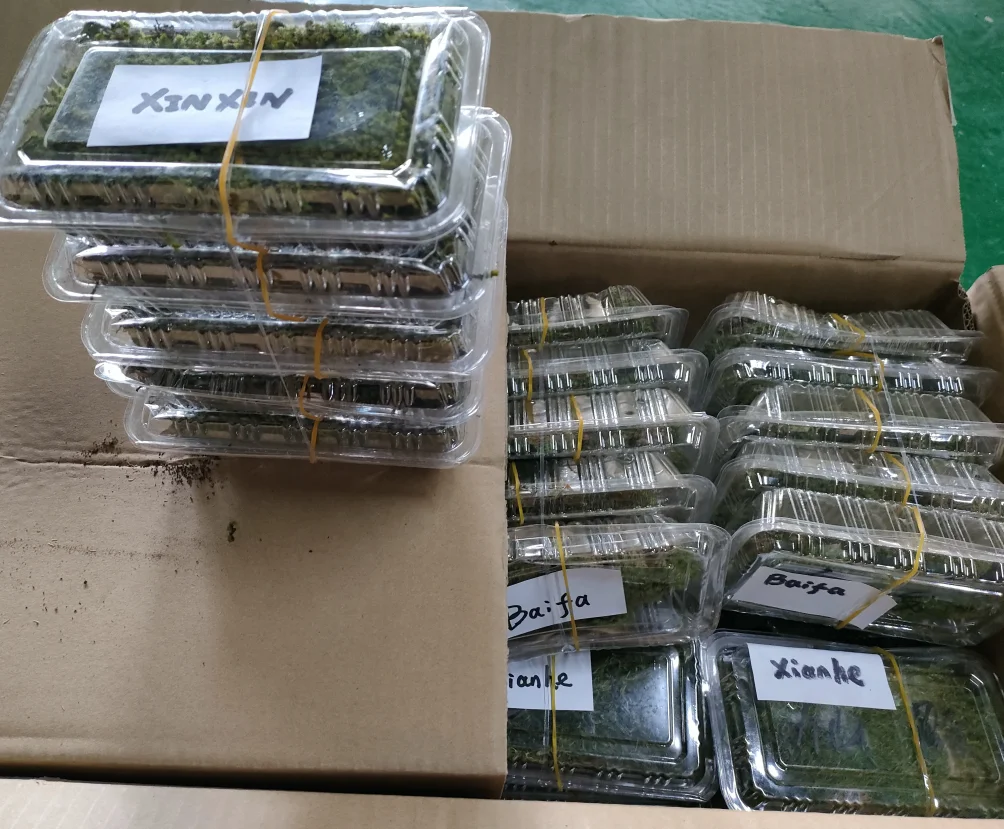 Natural  Live Moss, Real Muskeg Grass for Wall, Garden, Scene Decoration, Micro Landscape, Army Sand Table