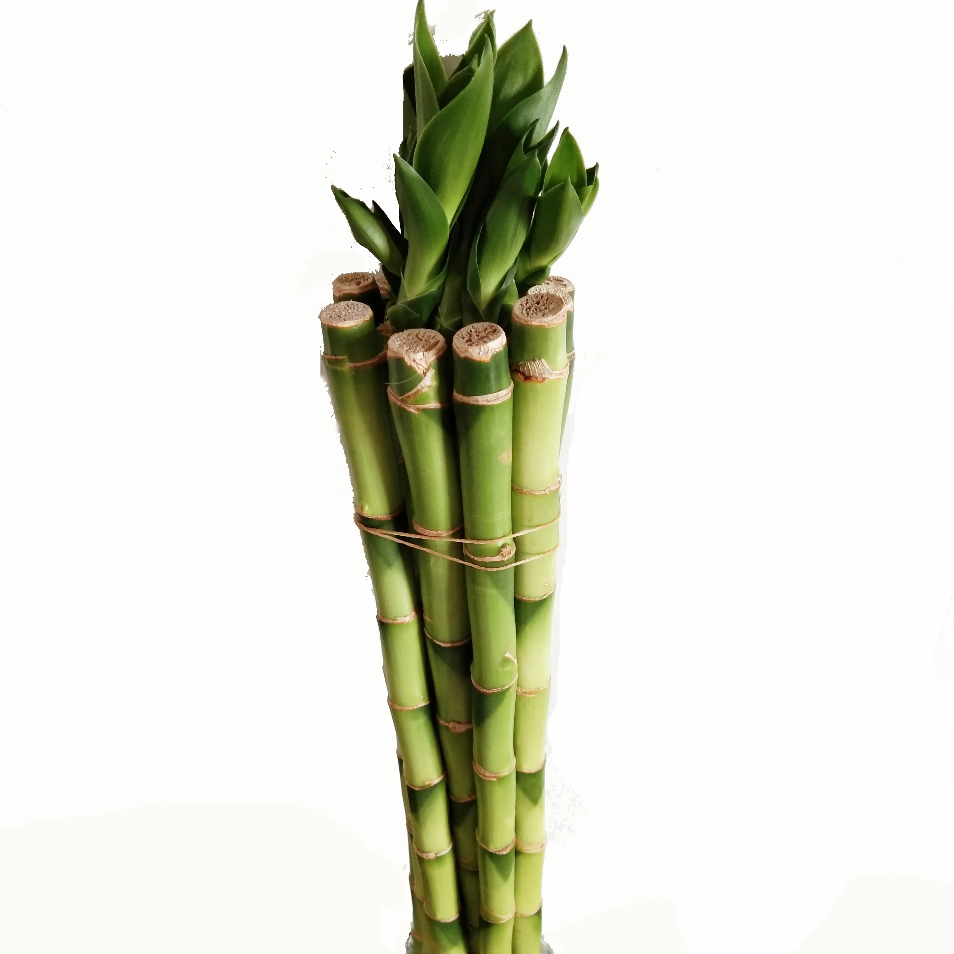 
Green straight lucky bamboo plant with good quality Zhanjiang 