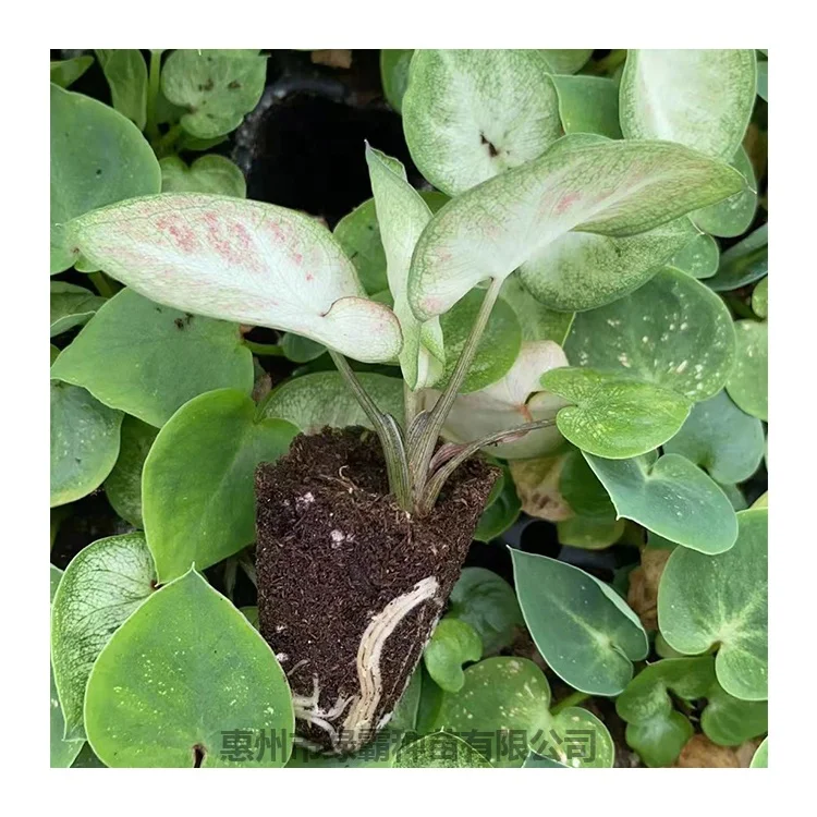 Оптовая продажа, натуральные растения, белое и красное саженцы калатеи