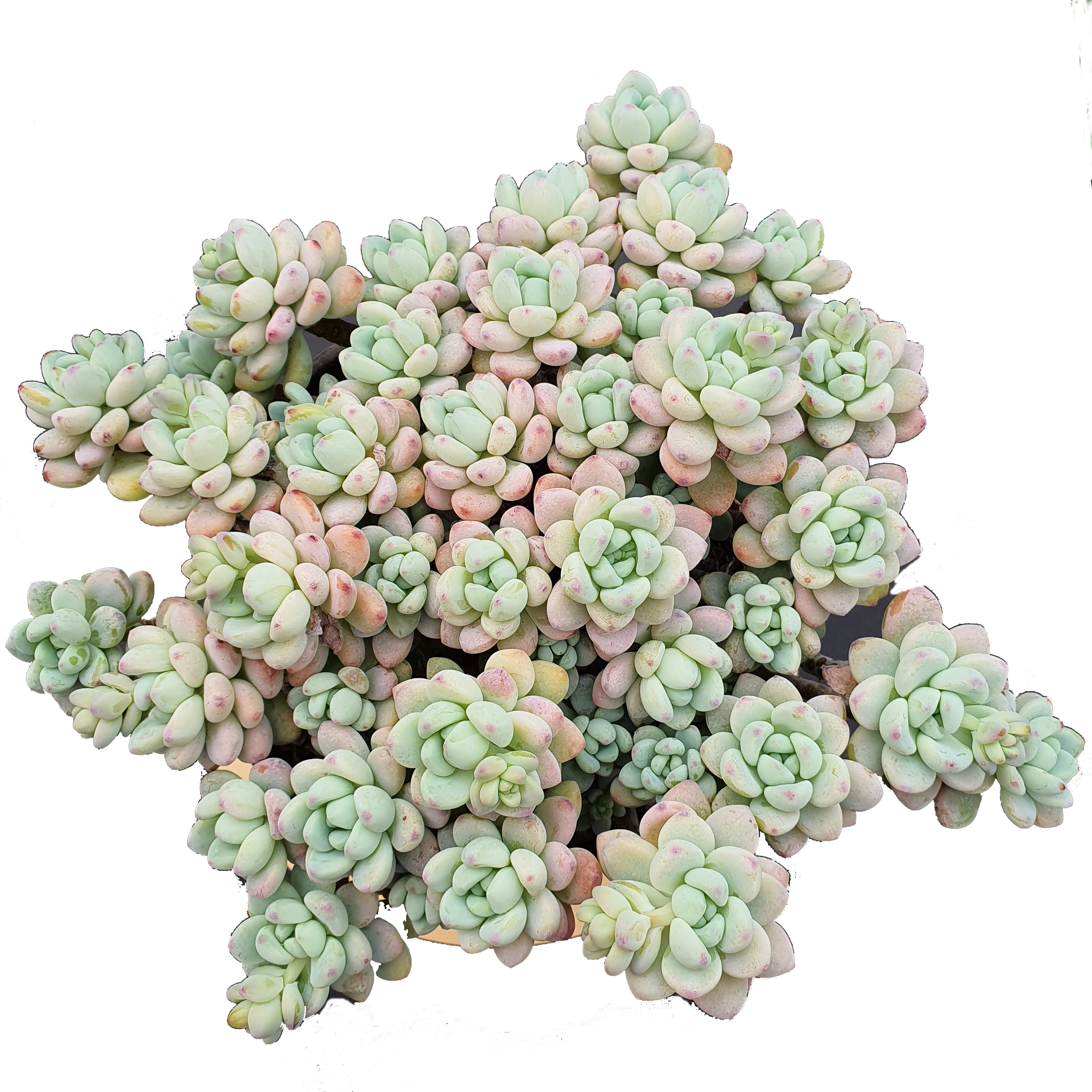 
korea Hot Sale succulents wholesale live plants natural indoor decorative succulents 