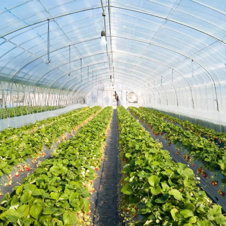 Оптовая продажа лучшие продажи полиэтиленовая пленка для теплицы устойчивая к ультрафиолетовому излучению