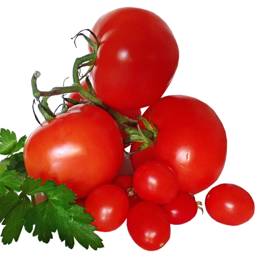 Indonesia HOT sell Fresh Tomato sweet  Natural red  Best quality wholesale fresh tomatoes organic