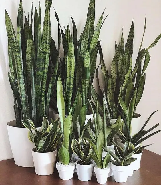 wholesale indoor home decoration artificial Snake plants Sansevieria trifasciata mother in laws tongue plants bonsai potted