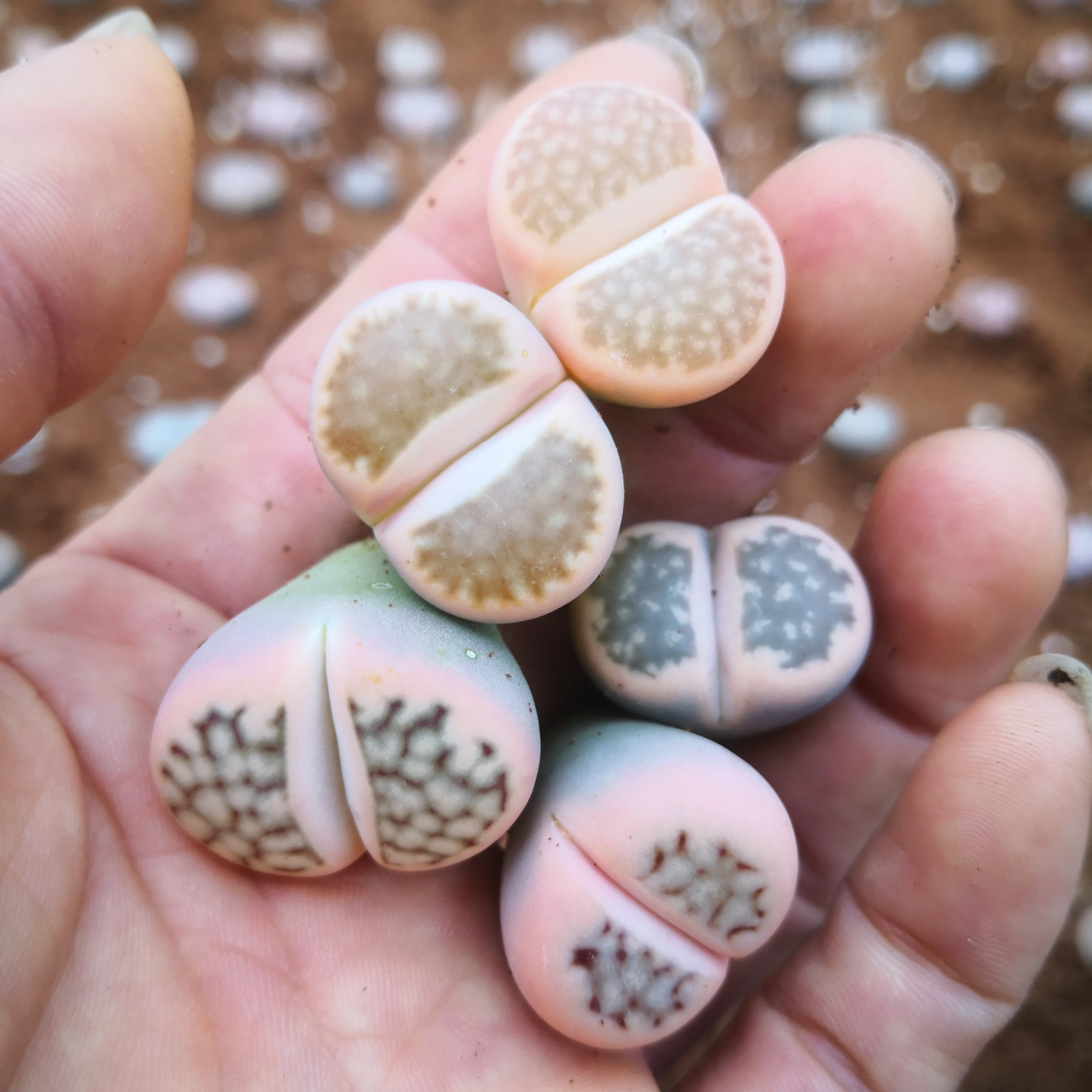 Varigated lithops pink color