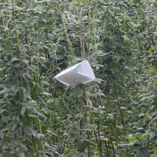 Non toxic tuta absoluta lures to control tomato leafminer