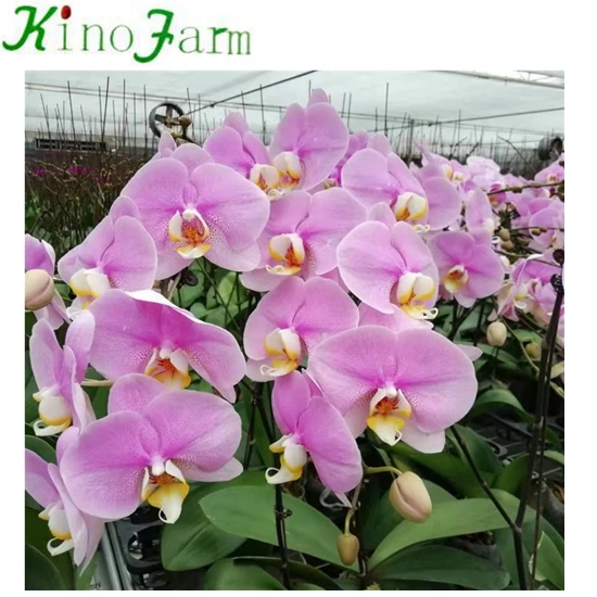 Phalaenopsis Young Seedling