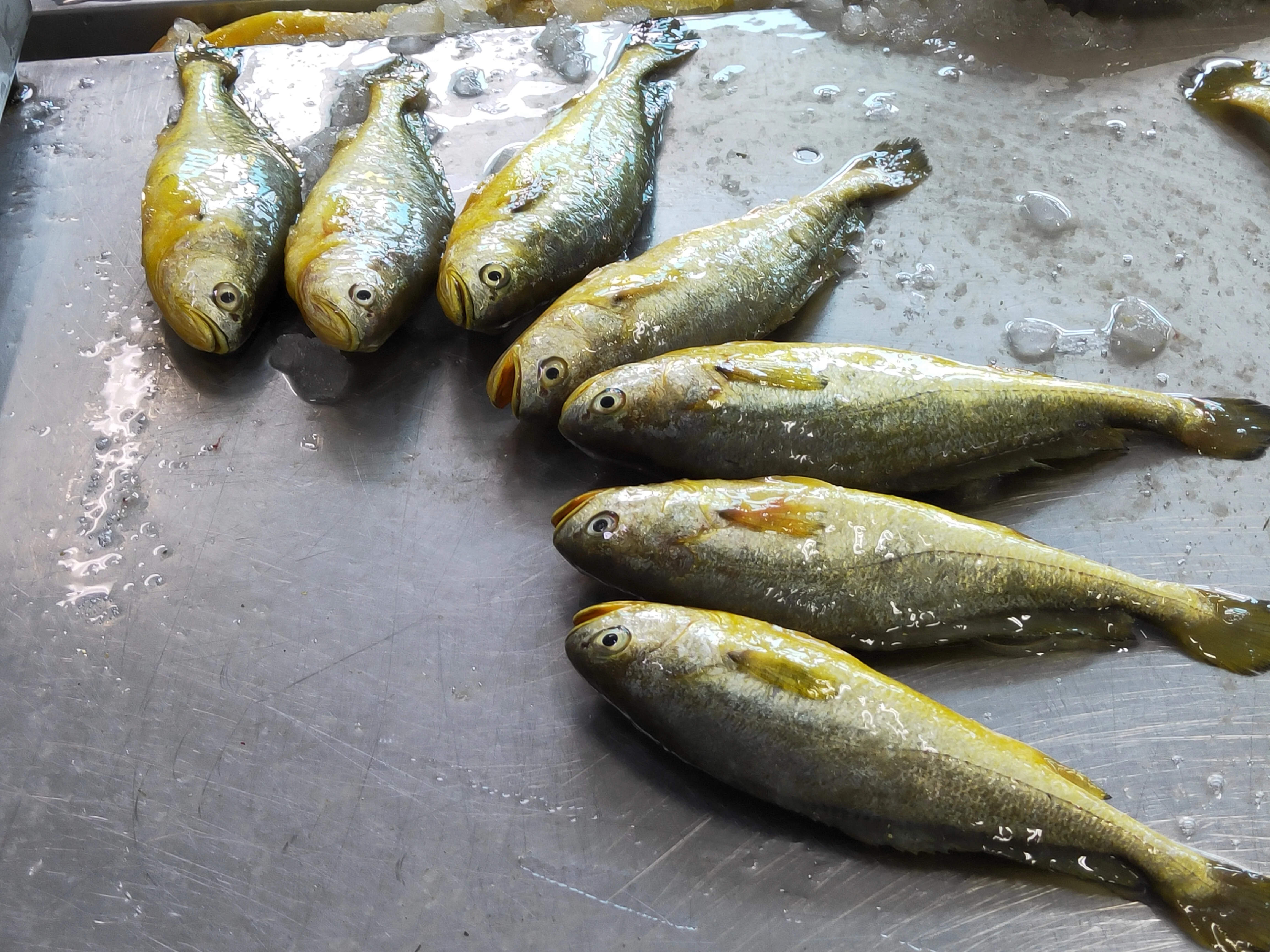  Качественный выбор морепродуктов в Китае самая низкая цена на свежий замороженный желтый