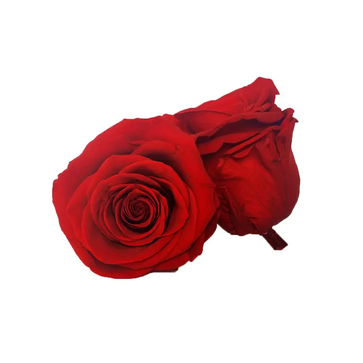 wholesale 5-6 cm real natural eternal forever immortal preserved flower roses Head