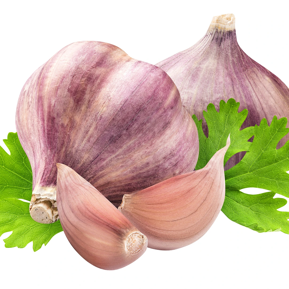 Wholesale Fresh Garlic Low Price Are Fruits and Vegetables Can Be Used As Seeds