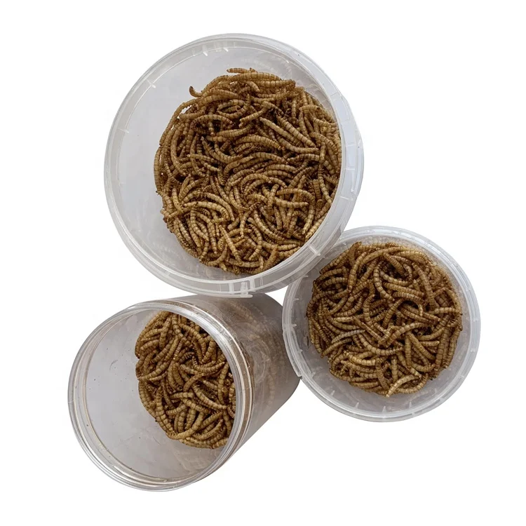 Dried Mealworm Powder Pet Food Cooking Additive wholesale Dried Mealworms Dried Superworm