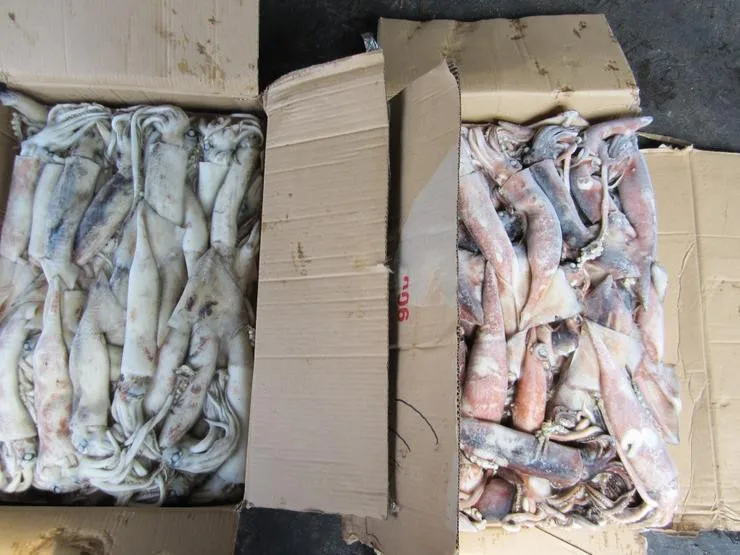 Recommend Wholesale High Quality Good Price Fresh Frozen Illex Squid With High Popularity