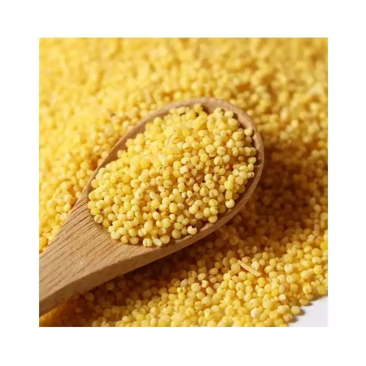 Vacuum Packed Organic Healthy Ingredients Glutinous Yellow Millet