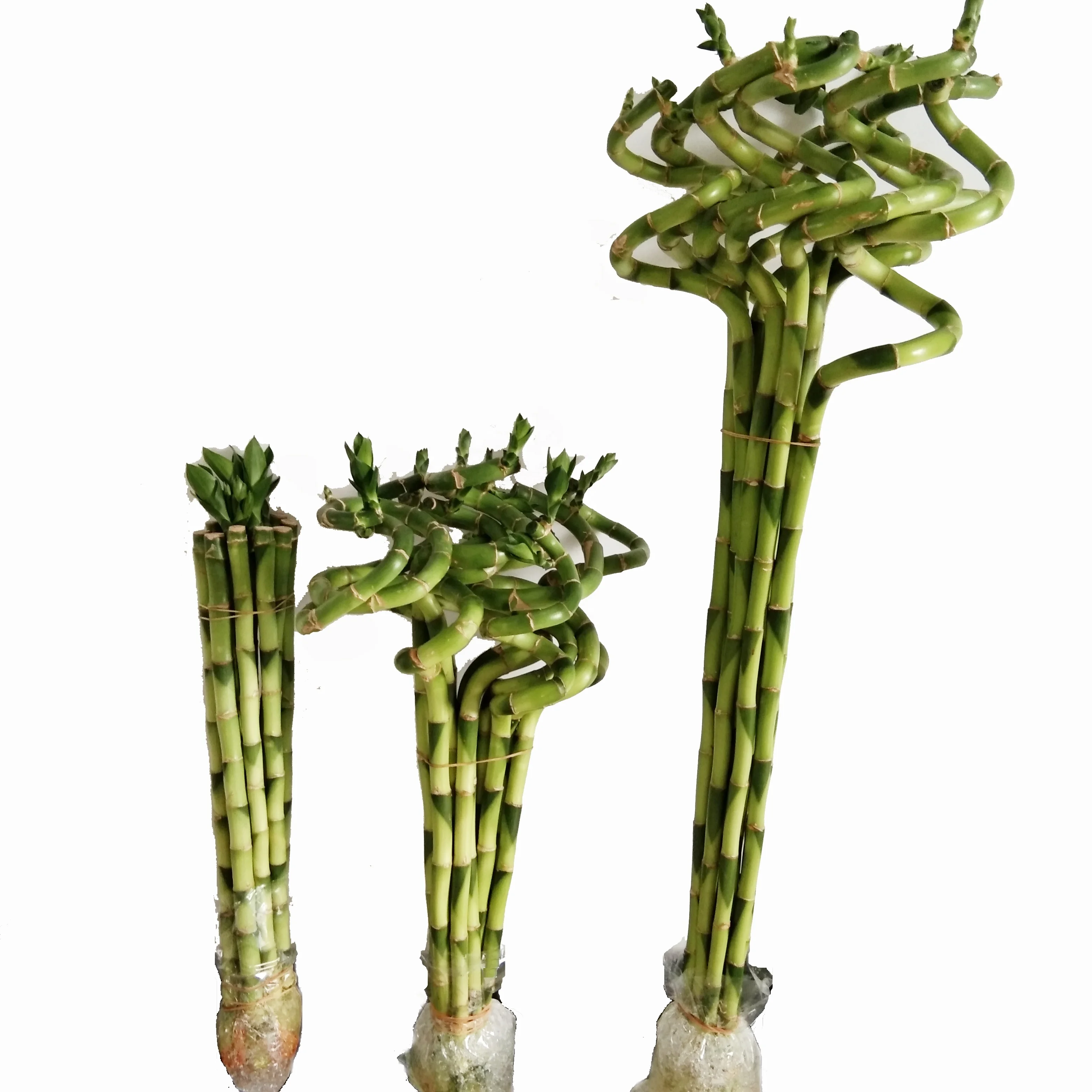 
Zhanjiang factory wholesale price high quality horticultural products green plant spiral lucky bamboo 