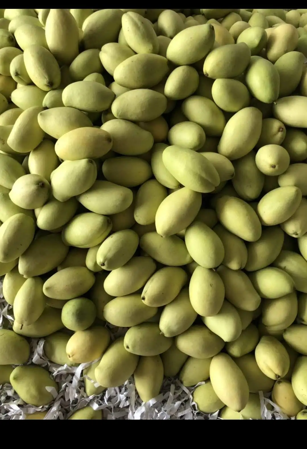 Have GAP Certification Best Price The Top Recommend For High Fresh Green Mango Shipping From Vietnam