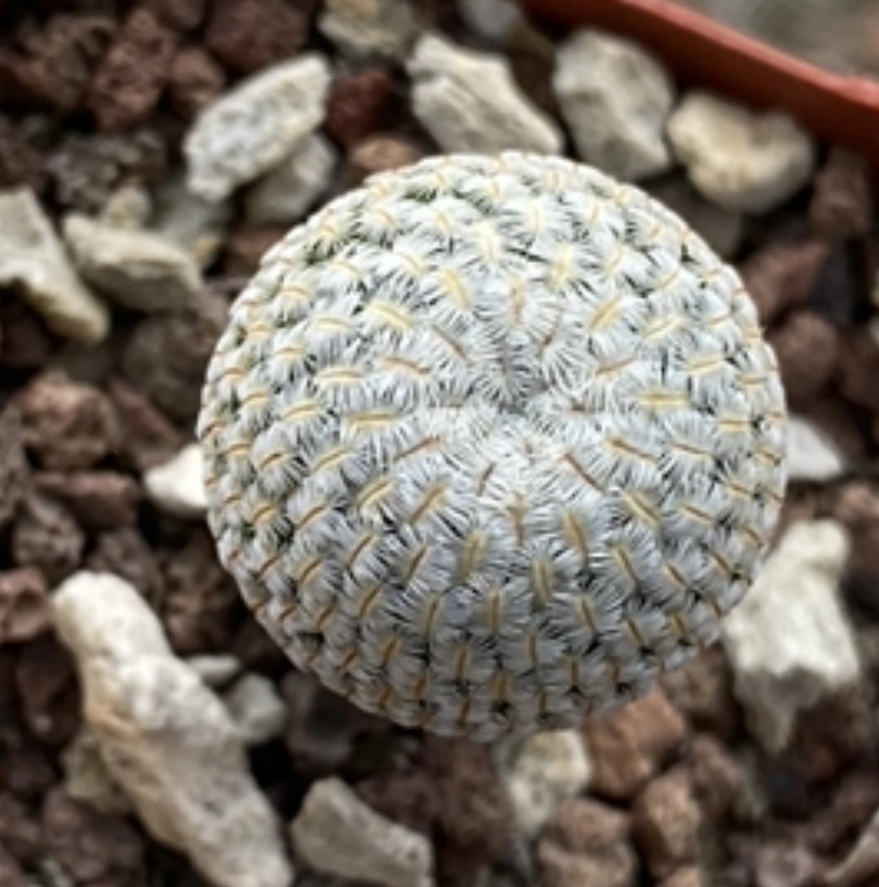 Home decoration dried cactus palm