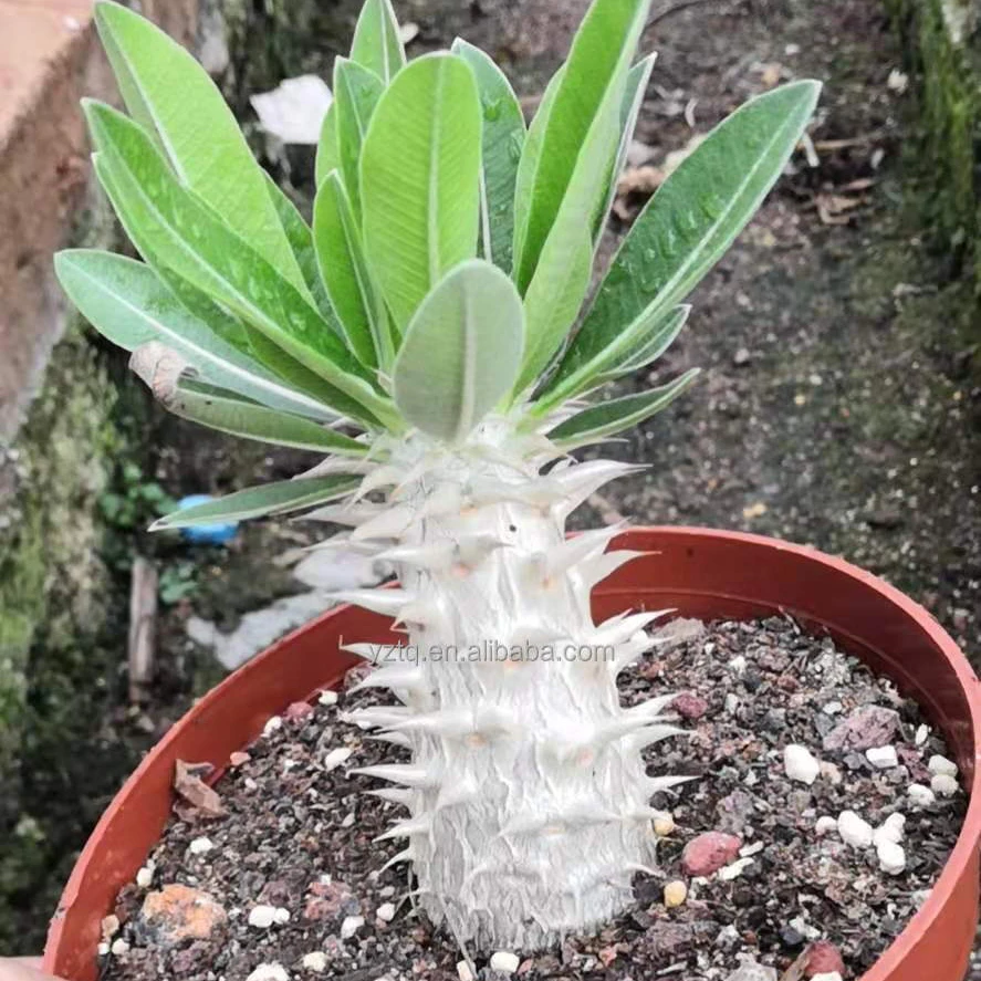 Wholesale cactus rare plants real cacti Pachypodium densiflorum live plant Thailand succulent nursery live plant