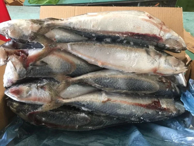 20kg fat nutrition thomson frozen mackerel fish with best price