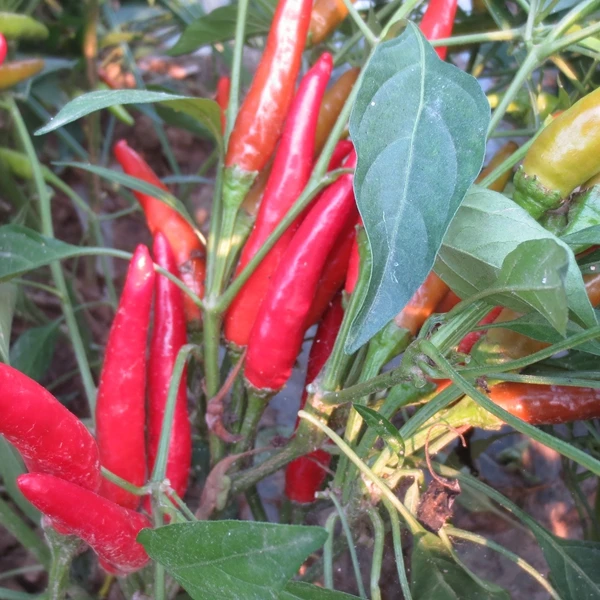 HACCP HALAL certificate shredded red pepper chili thread