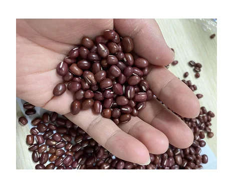 Wholesale red adzuki bean big size