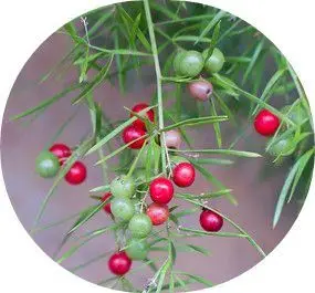 Functional Proportional Herbal Spartacus Asparagus Shatavari Extract Powder