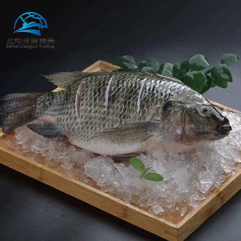 Wholesale and hot selling tilapia fish price cheap in Chinese factories 300-500g whole Tilapia mossambica