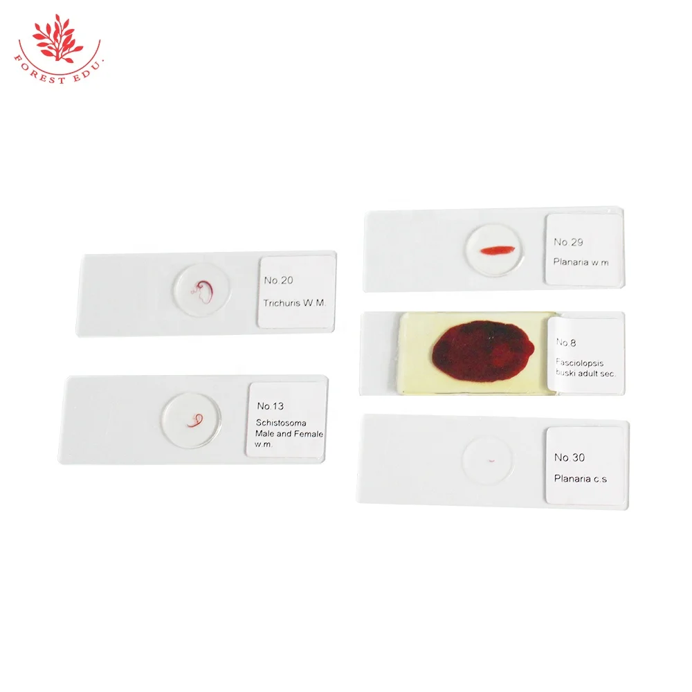 Parasite Microscope Slide 42 Kinds Teaching And Research Biology Experimental Research Parasite Prepared Microscope Slide
