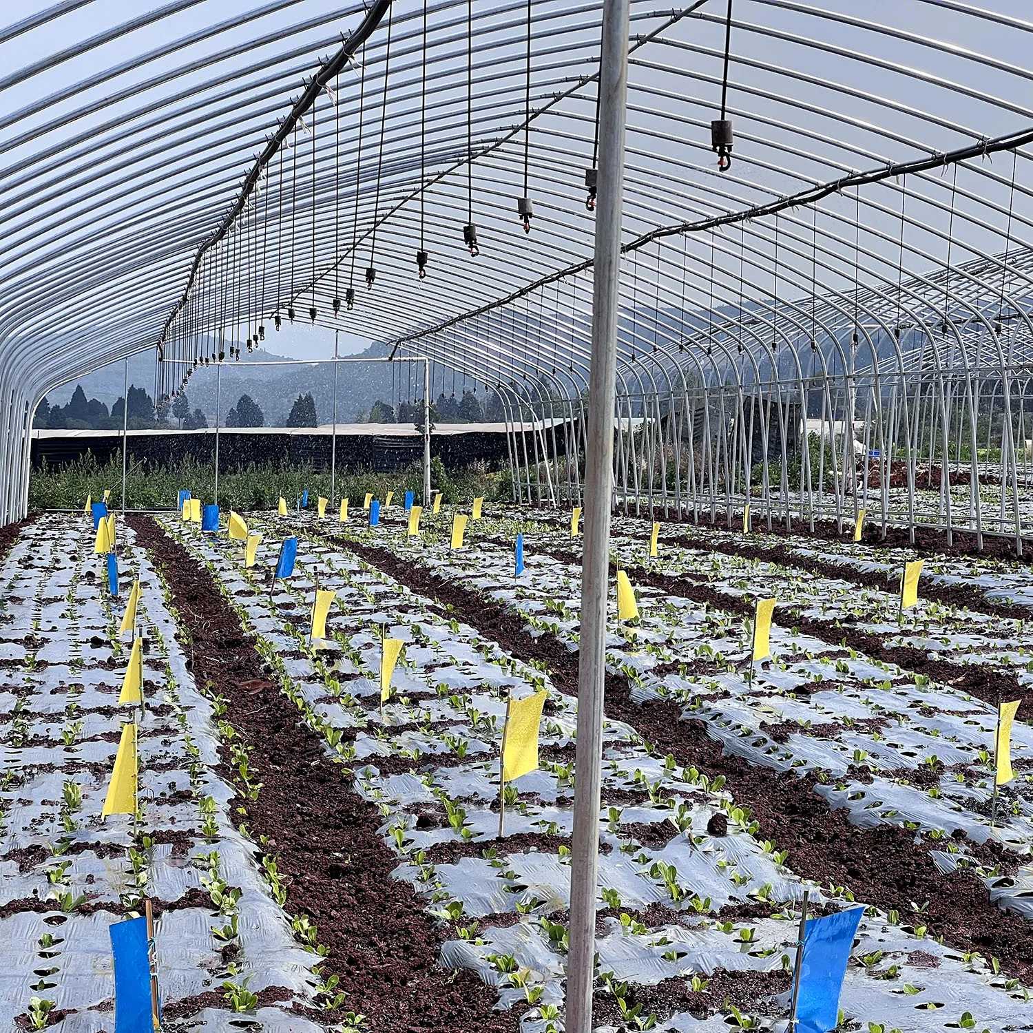 strawberries vertical farm hydroponic growing Greenhouse Film Tunnel  Strawberry Tomatoes Cucumber Greenhouse for sale