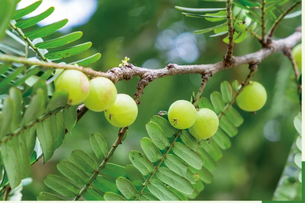 Заводская поставка жидкий концентрат оливок Yunnan