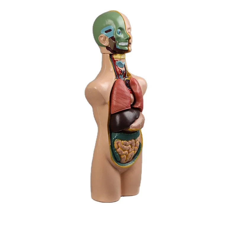 Teaching aid equipment medical teaching organs skeleton medical body anatomy human model torso