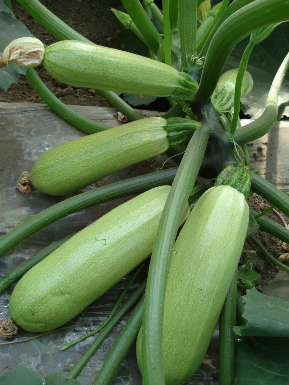 Long zucchini hybrid f1 squash vegetable seeds