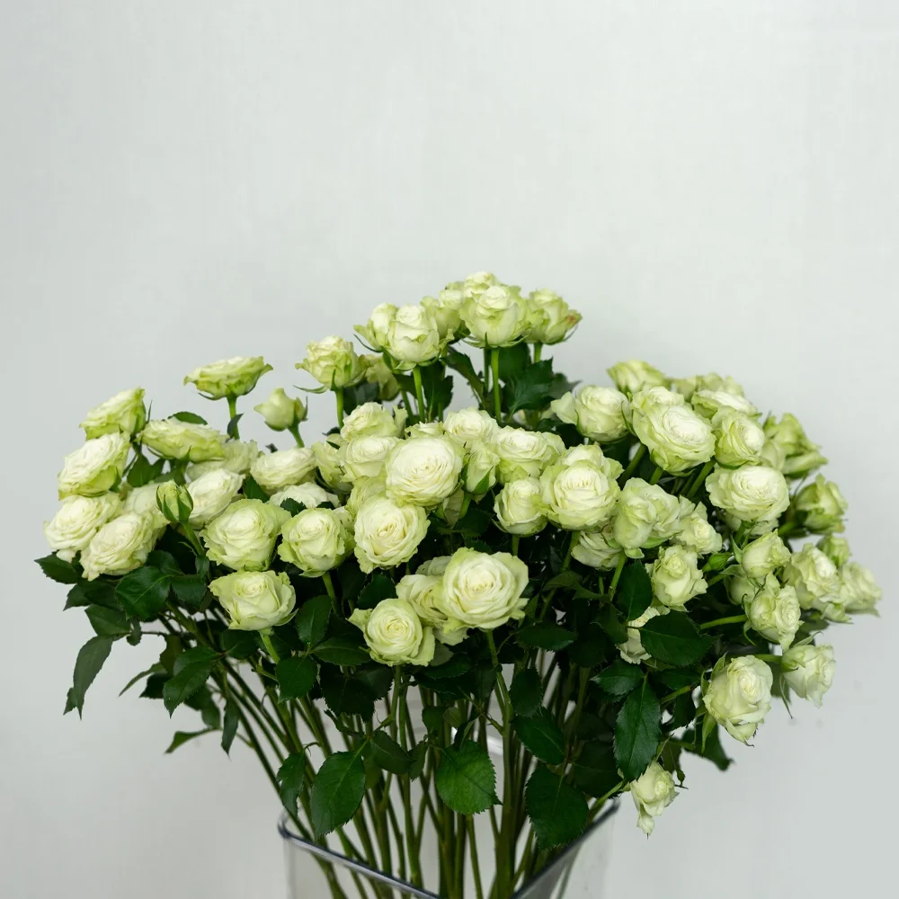 Competitive Price Home Wedding Decor Green White Long Stem Natural Roses Fresh Cut Flowers
