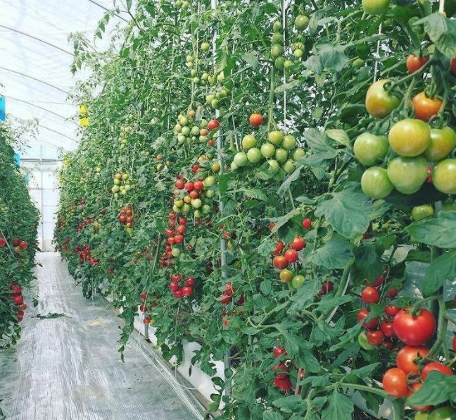 Tomato hydroponics system with cocopeat substrate