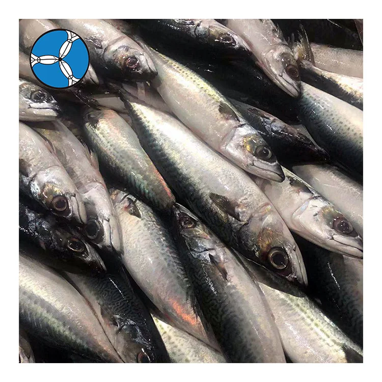 SANFENG SEAFOOD Frozen Pacific Mackerel Fresh Mackerel Sea Fish For Export
