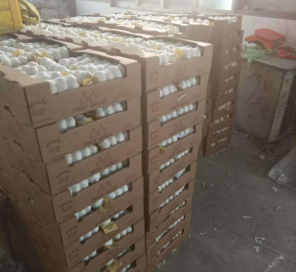 5.5 cm factory pure white fresh garlic price  2023 new fresh garlic from China white garlic