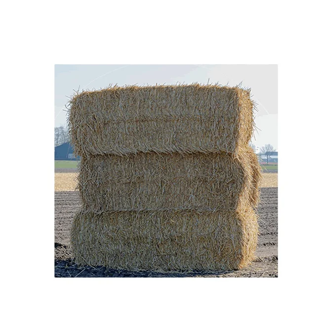 A+ Grade Organic Mushroom Wheat Straw Hay Bales Best Packed Pressed Bales for Cattle and Pig Zero Waste